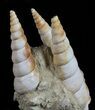 Fossil Gastropod (Haustator) Cluster - Damery, France #56392-1